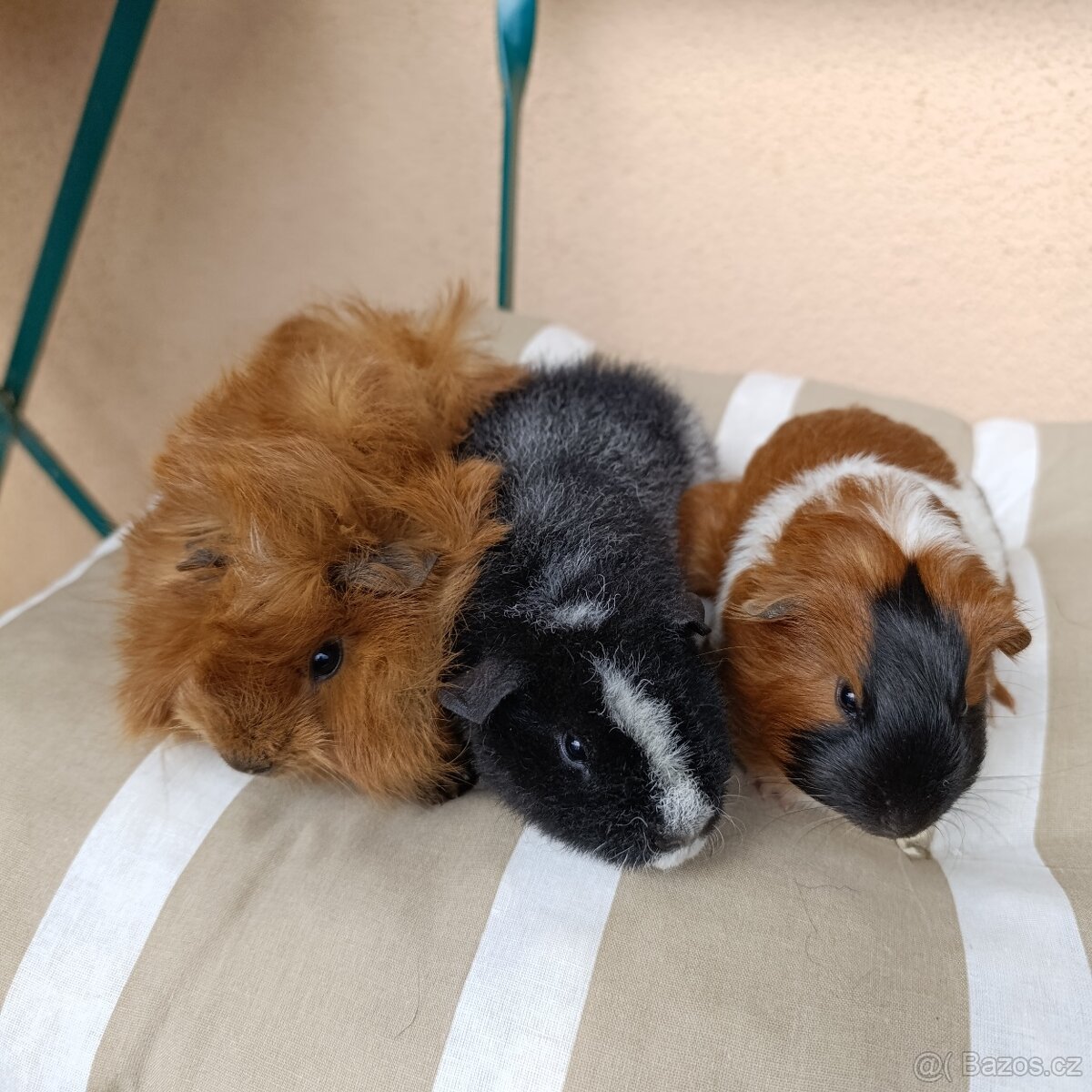 Morče / morčata / morčátko samečci