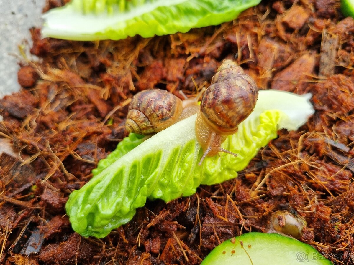 Šnek Africký mláďata