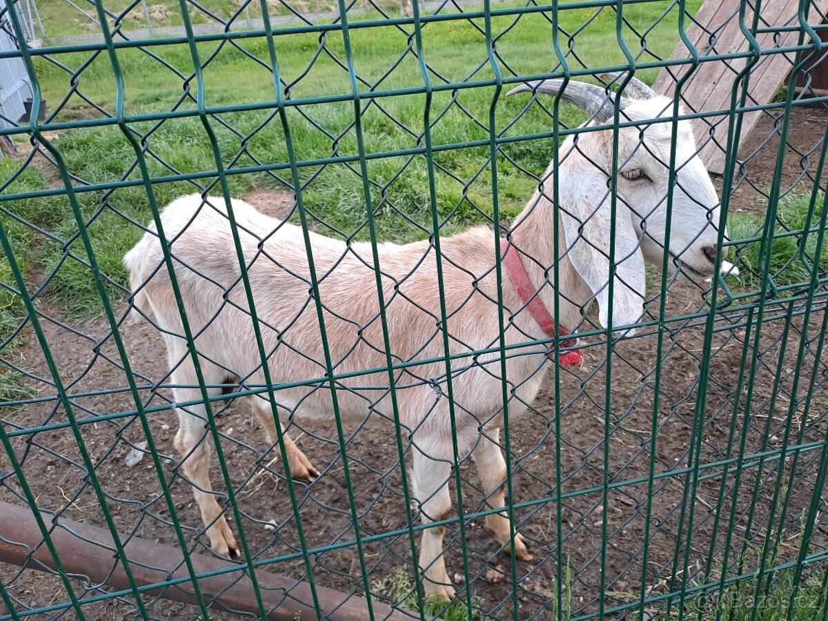 anglonubijská koza