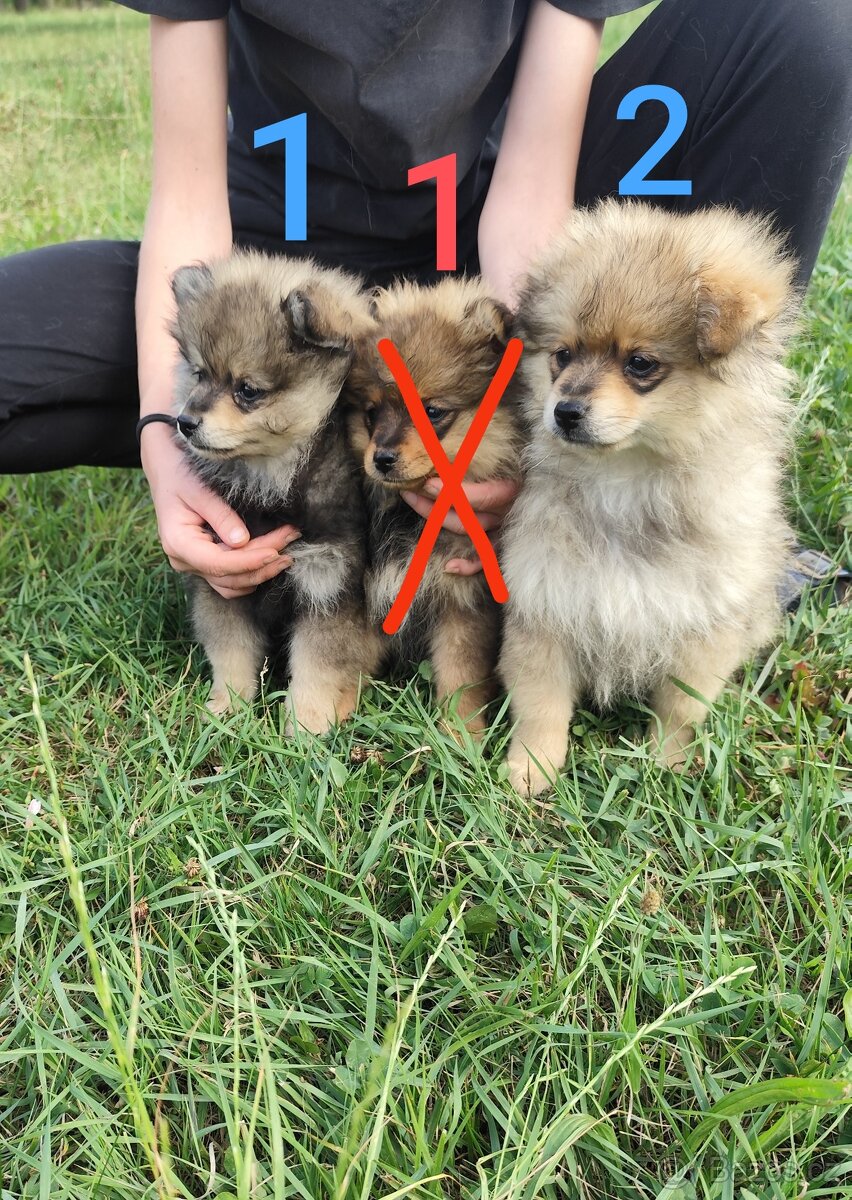 Štěňátka špic pomeranian