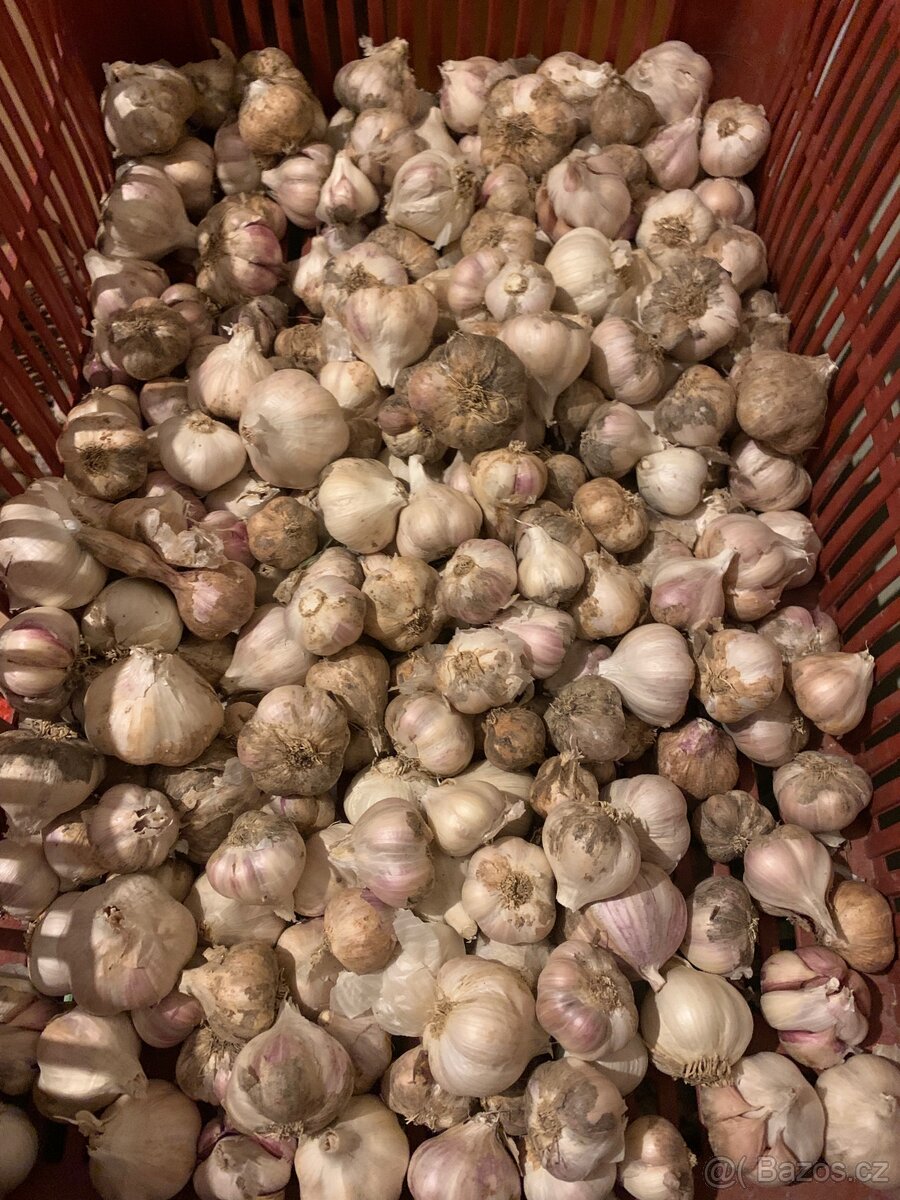 Prodám česnek