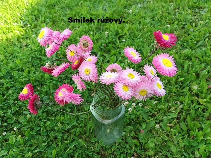 Sušené květiny - Smilek růžový.