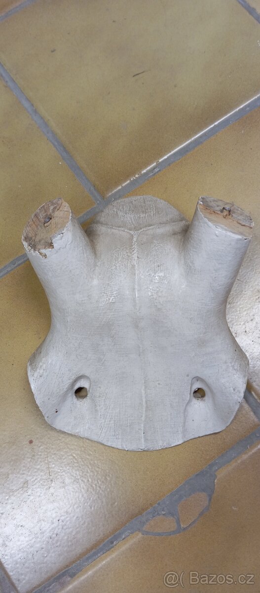 Dřevěné lebky na shozy,trofej paroží,myslivost.