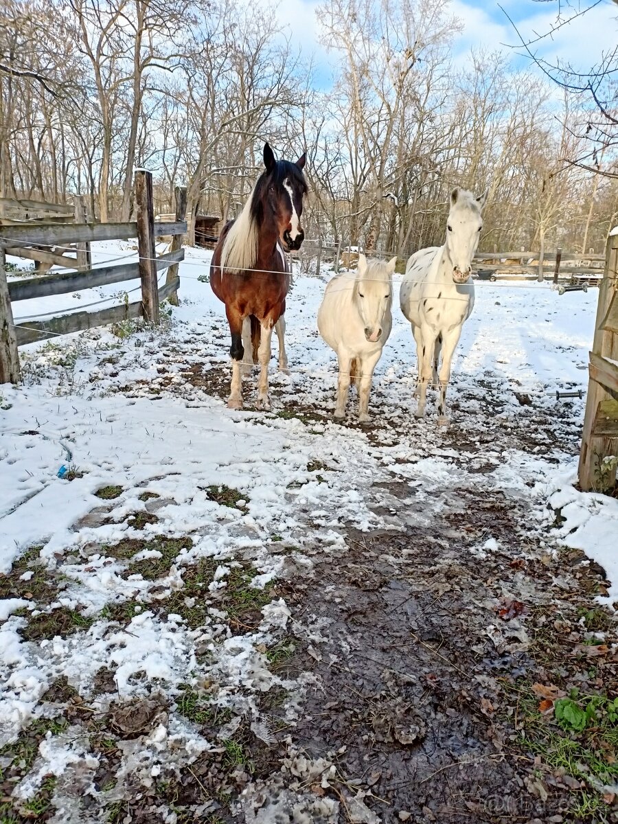 Ponička, valach,  klisna