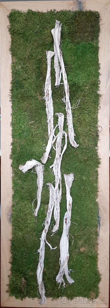 Obraz mech s kůrou 51 x 144 cm