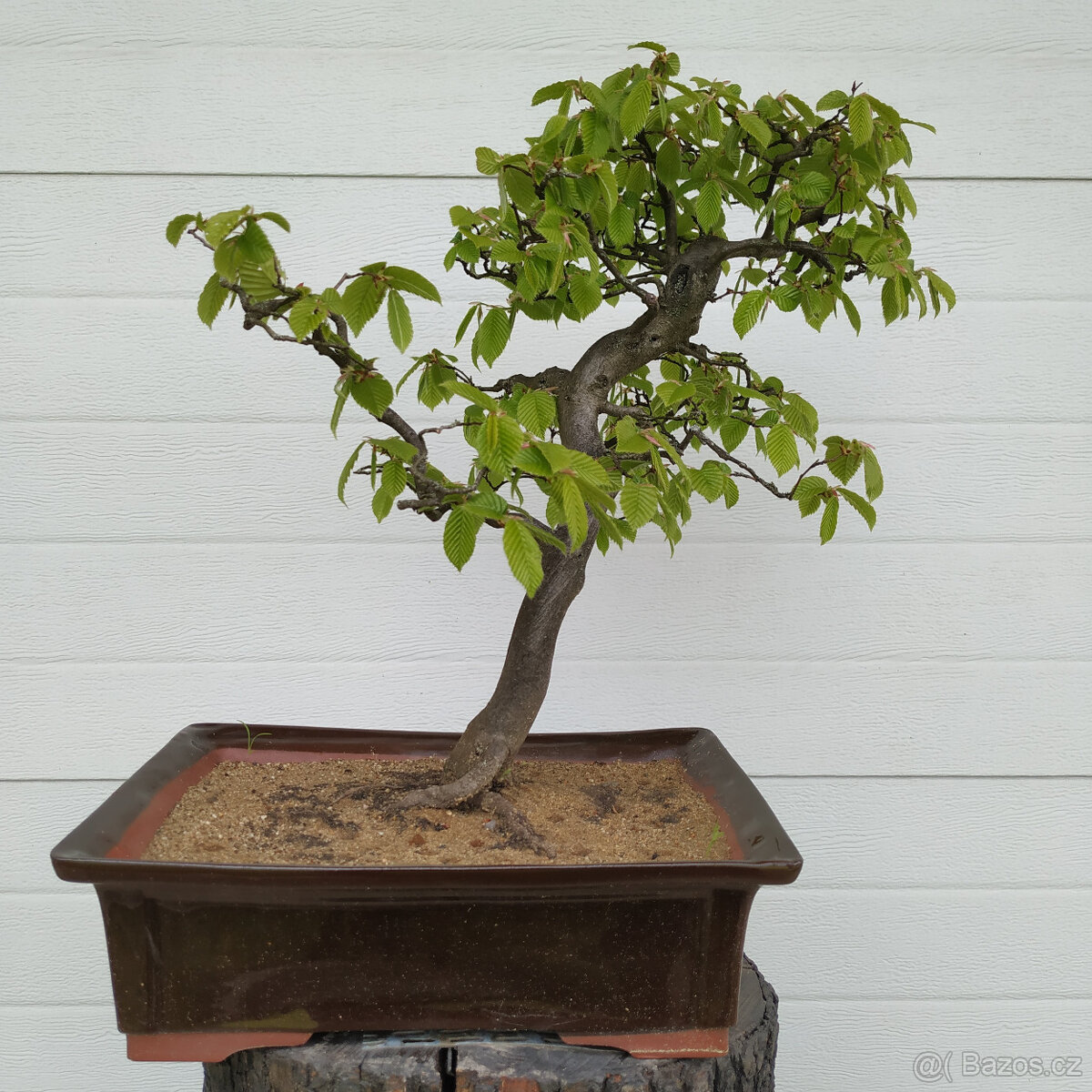 36-ti letá bonsaj - Habr obecný (Carpinus betulus)