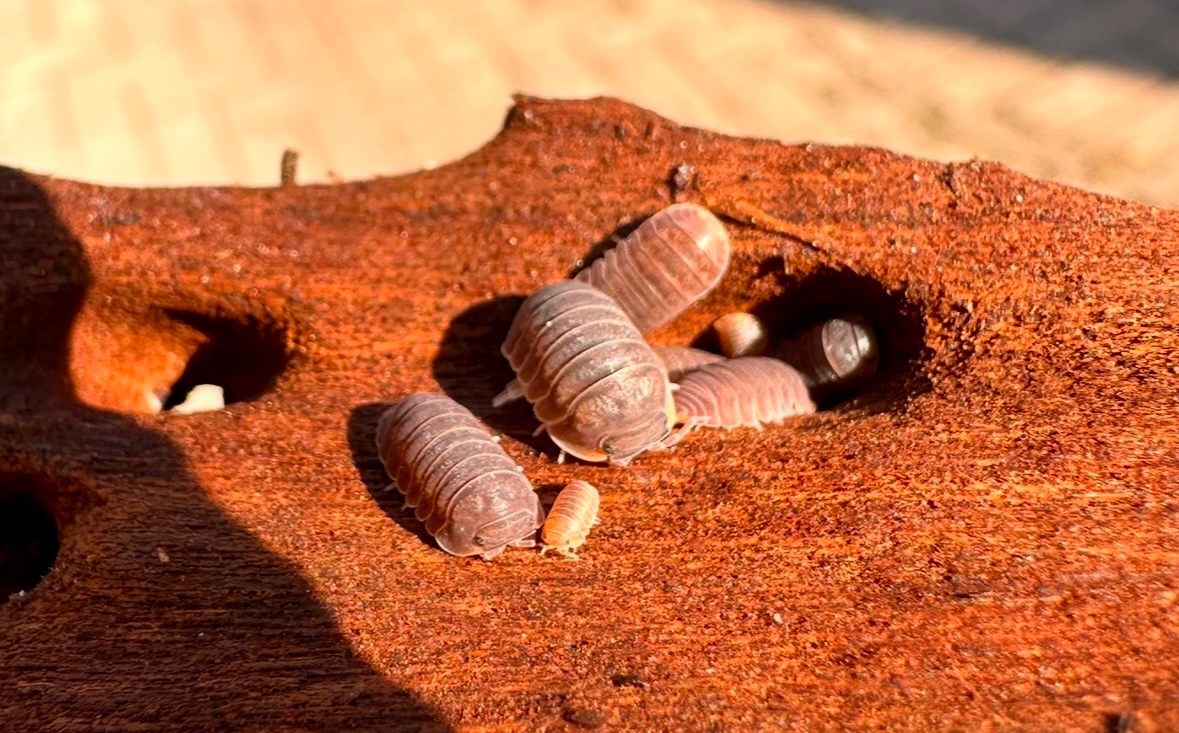 Cubaris Murina