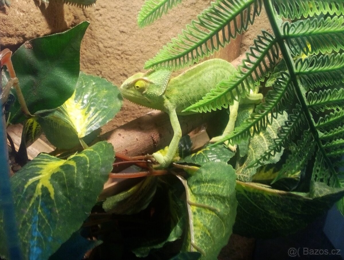 Chameleon jemenský+ Terárium nové 100x40x40. Předání Praha n