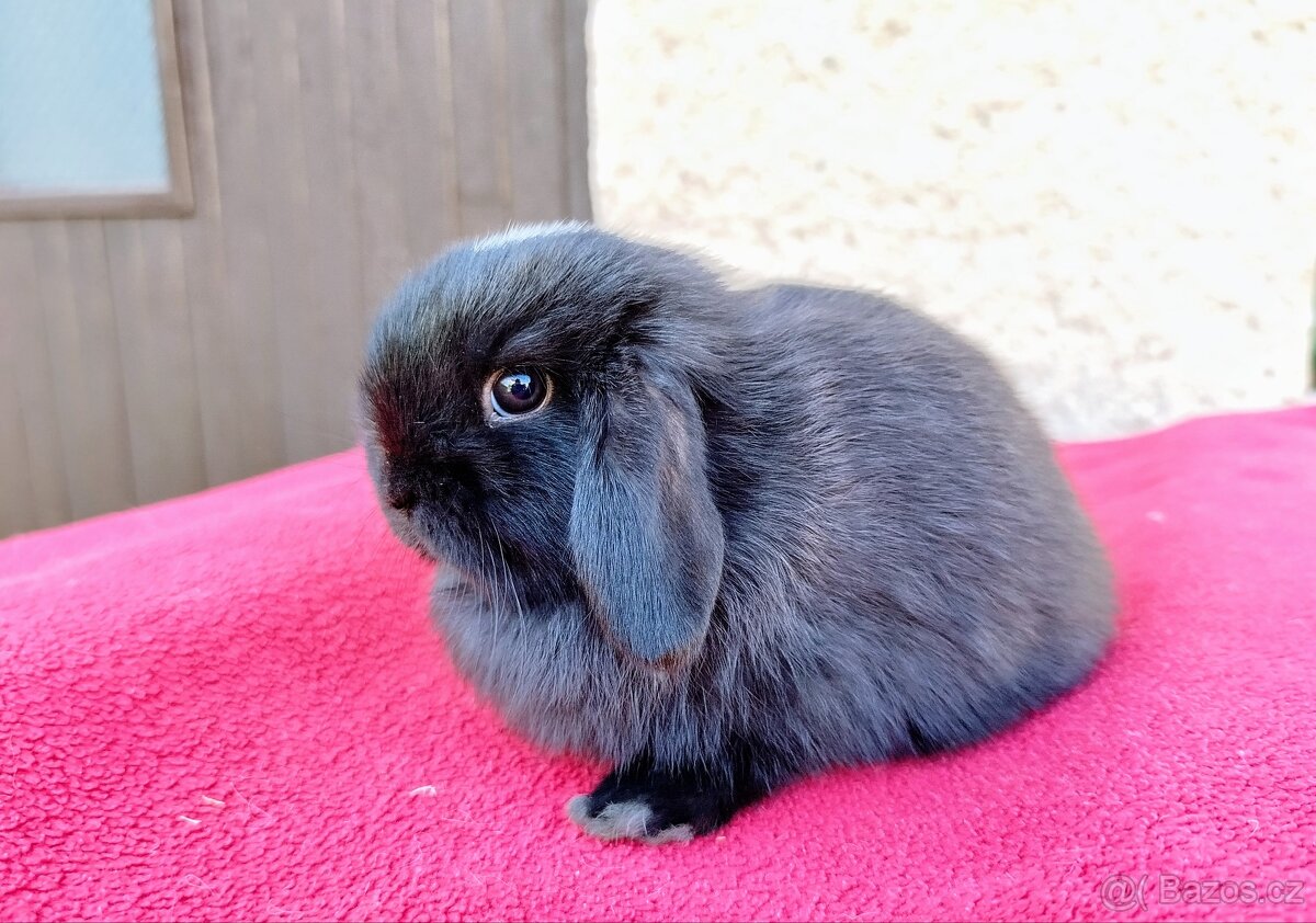 Zakrslý beránek, králíček, králík - ELLA