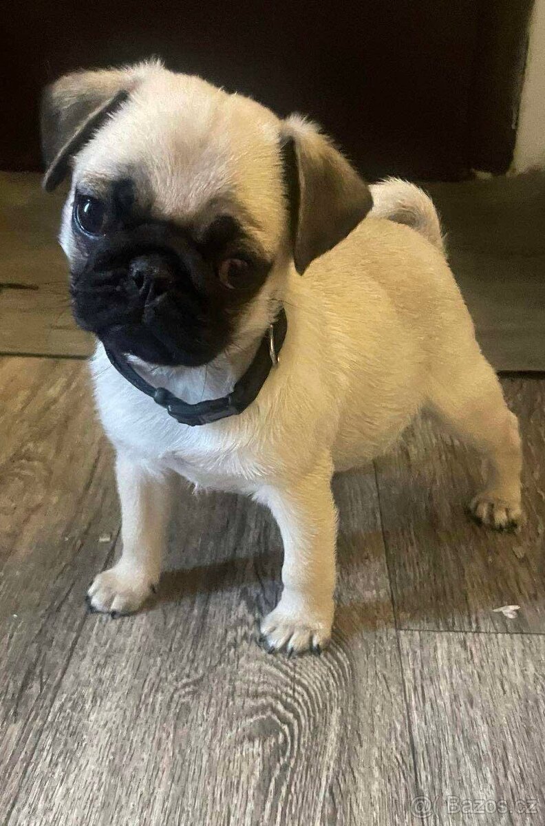 Mops - štěně