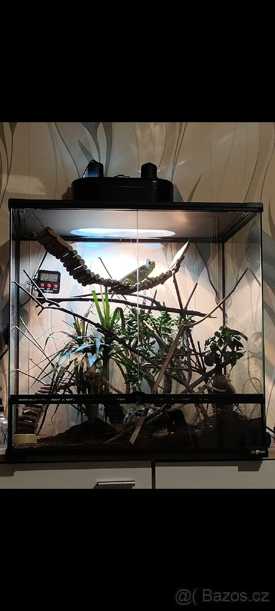 Terárium + Chameleon