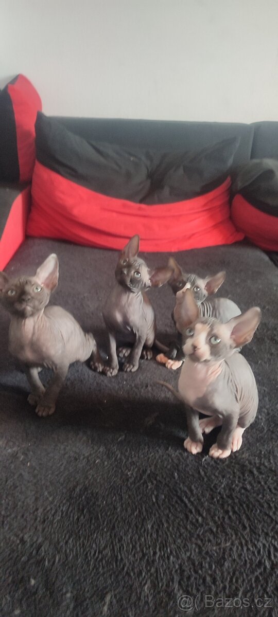 Sphynx