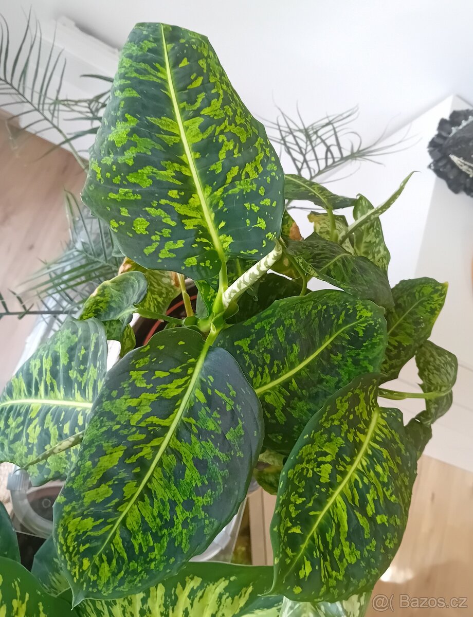 Dieffenbachia Reflector