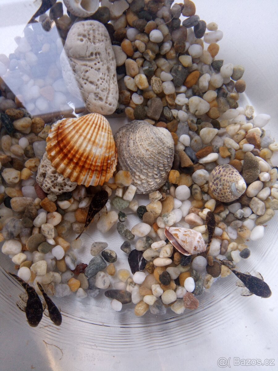Ancistrus sp