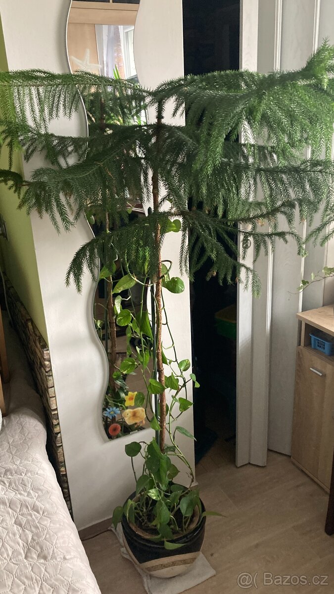 Blahočet ztepilý (pokojová jedle) 160cm vysoká