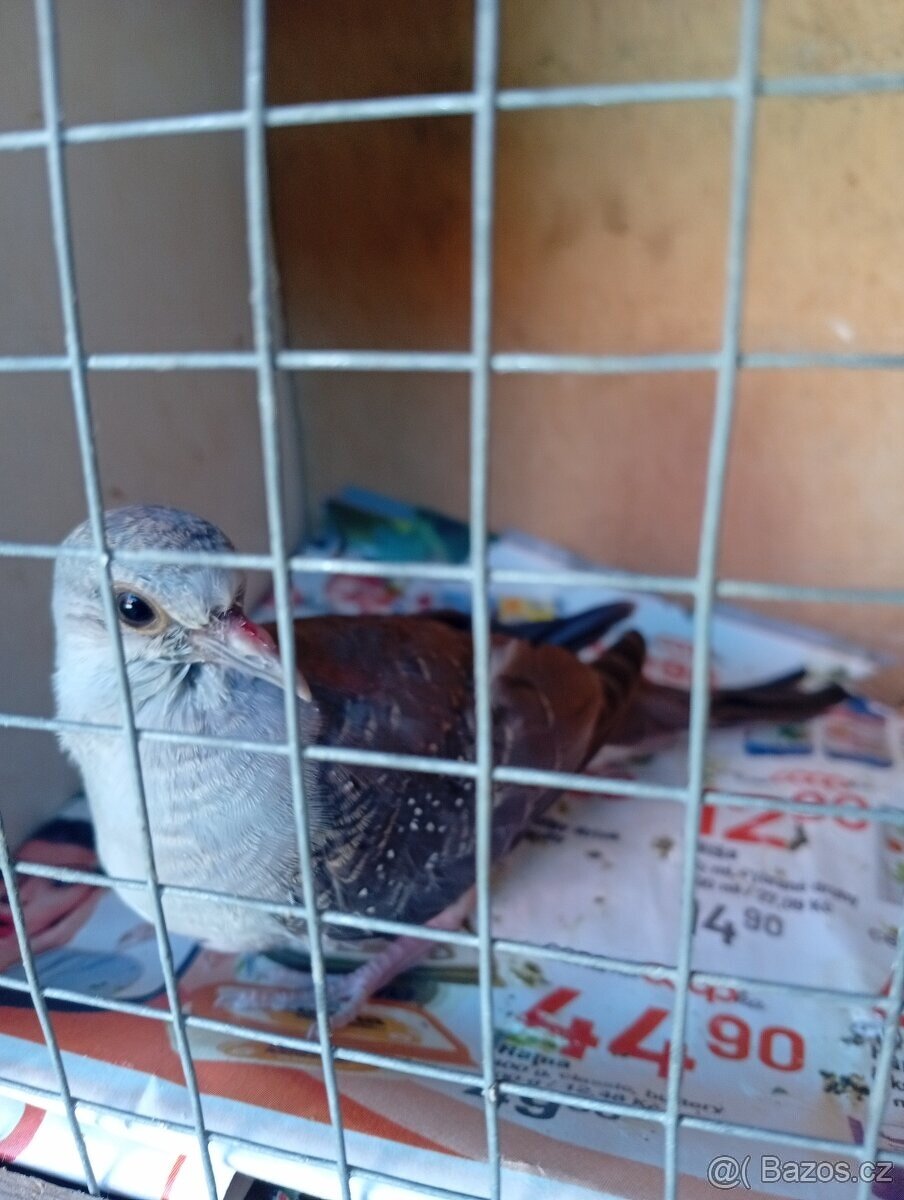 Kakariki rudocely žebříčky a holoubky
