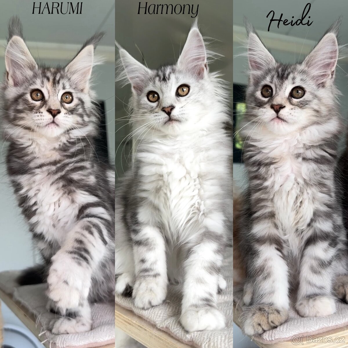 🩷Koťata s PP Maine Coon Mainská myvalí kočka