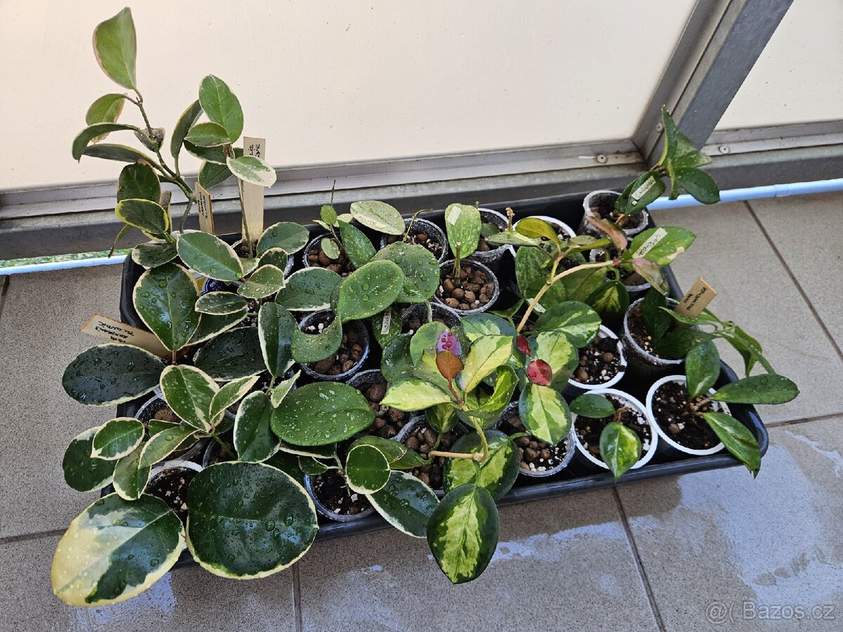 Hoya, voskovka - pokojová rostlina různé