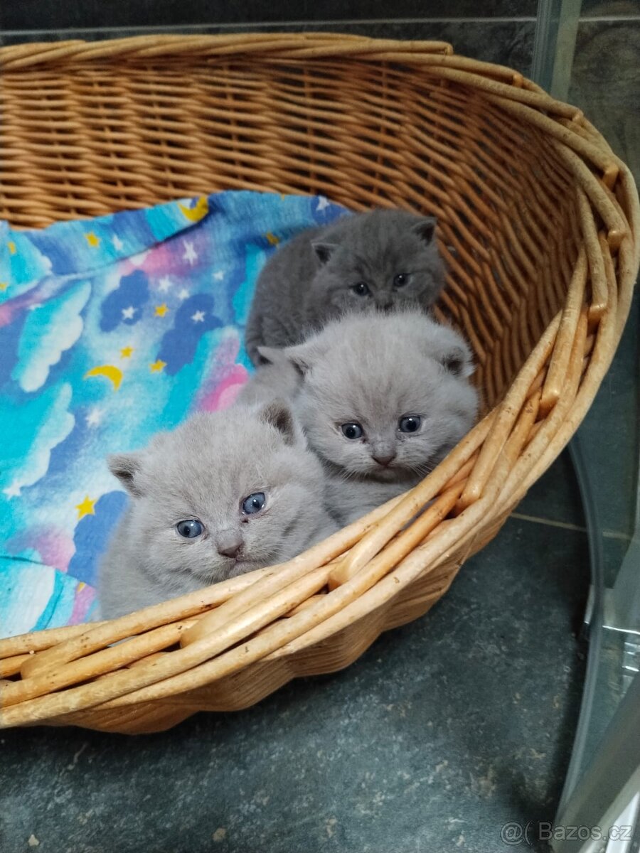Britská lila a modrá koťata