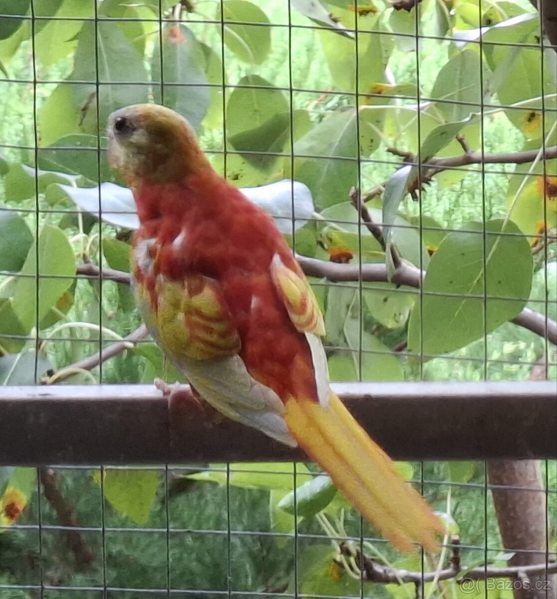 Neoféma tyrkysová zlatožltý opalín