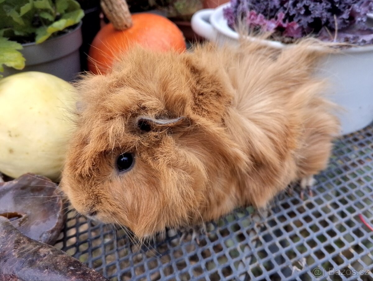 Morčátko holčička