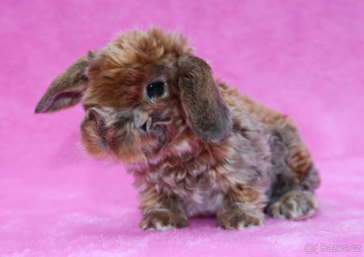Zakrslý satén rex beránek , samička s VP .