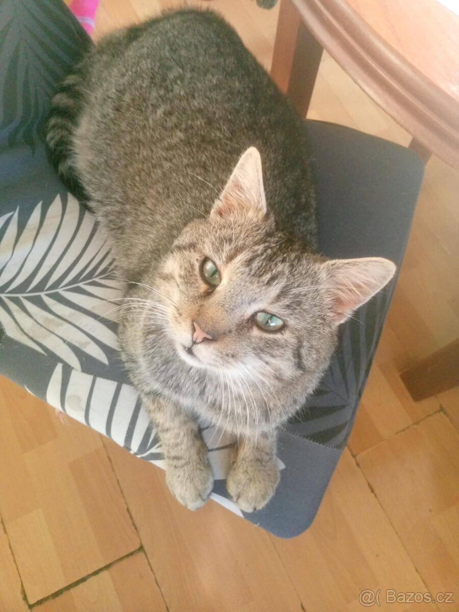 Kocourek Obřík 5 let