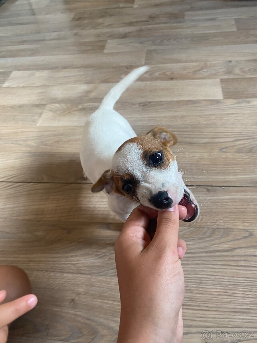 Jack russel teriér
