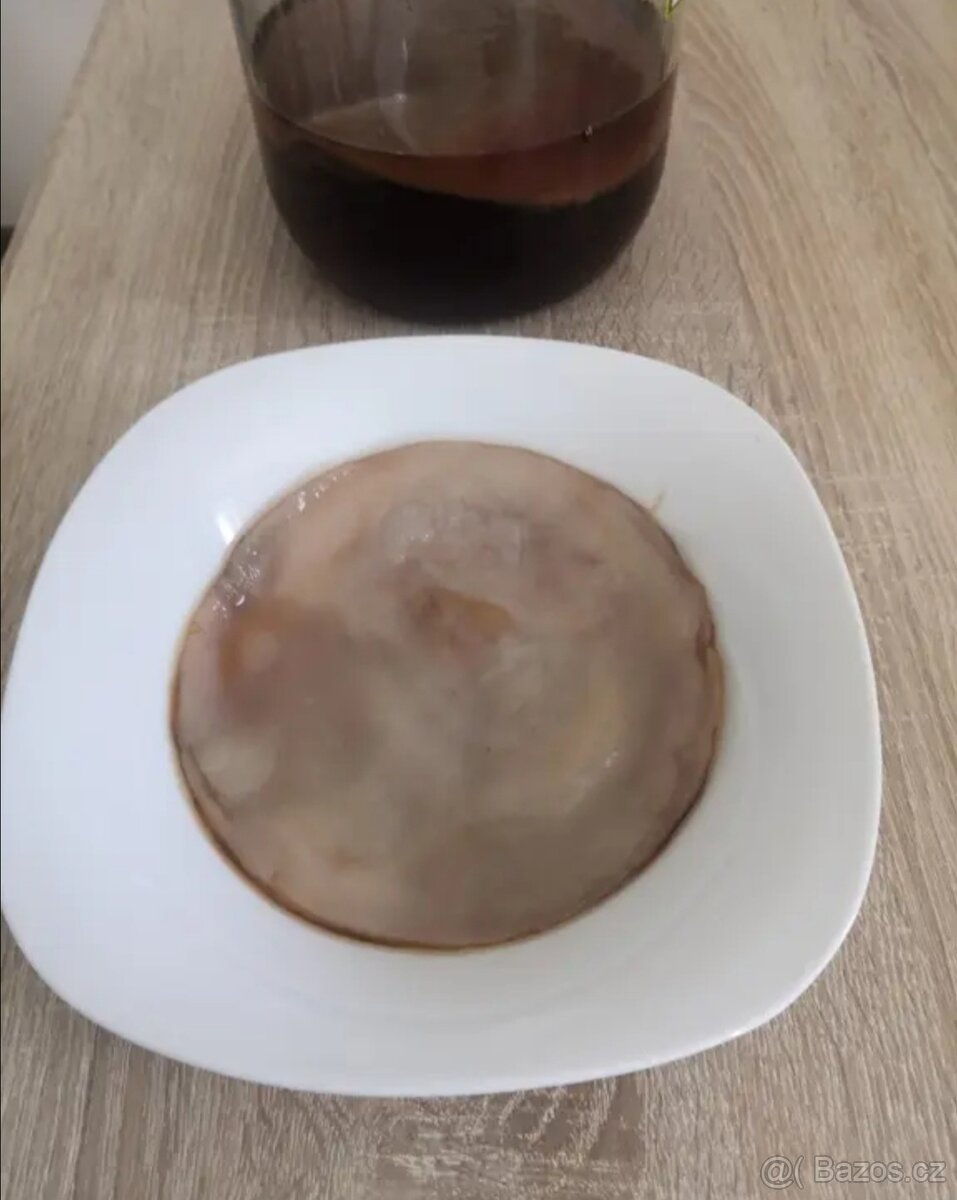 KOMBUCHA