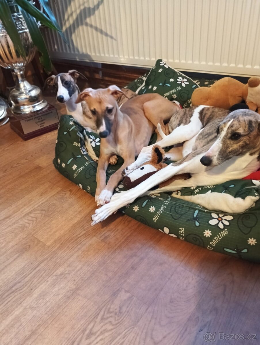 Whippet /. Vipet s pp