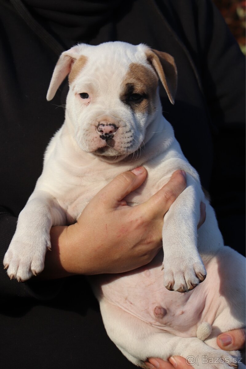 Americký stafordšírský teriér s PP pejsek 1