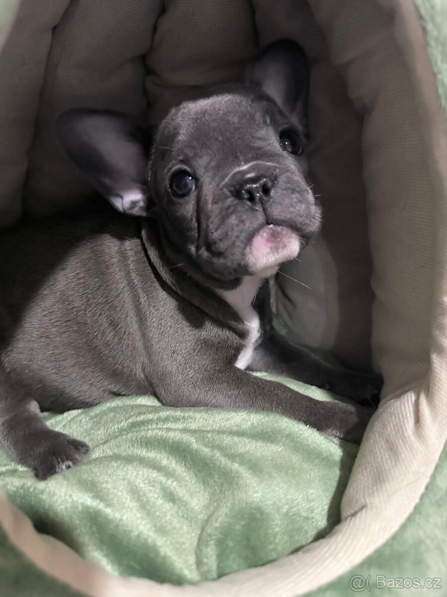Francouzský buldoček Blue