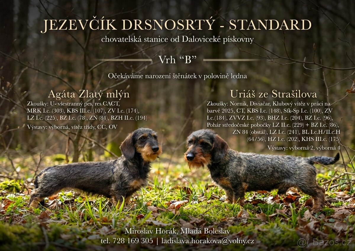 Dranosrstý jezevčík standard