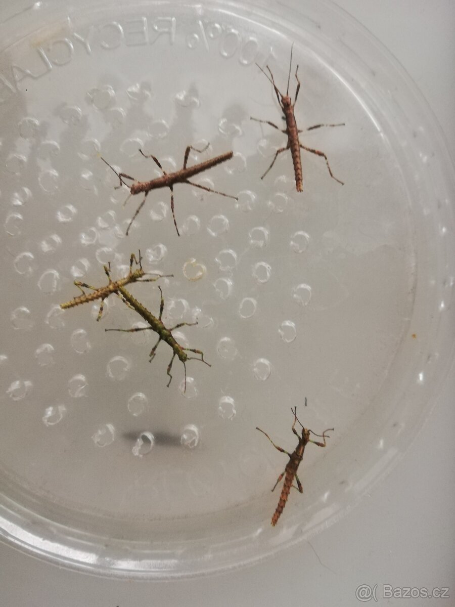 Strašilky australské