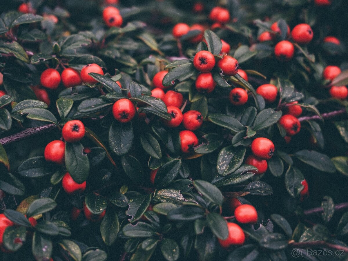 Cotoneaster damerii skalnik polehavy