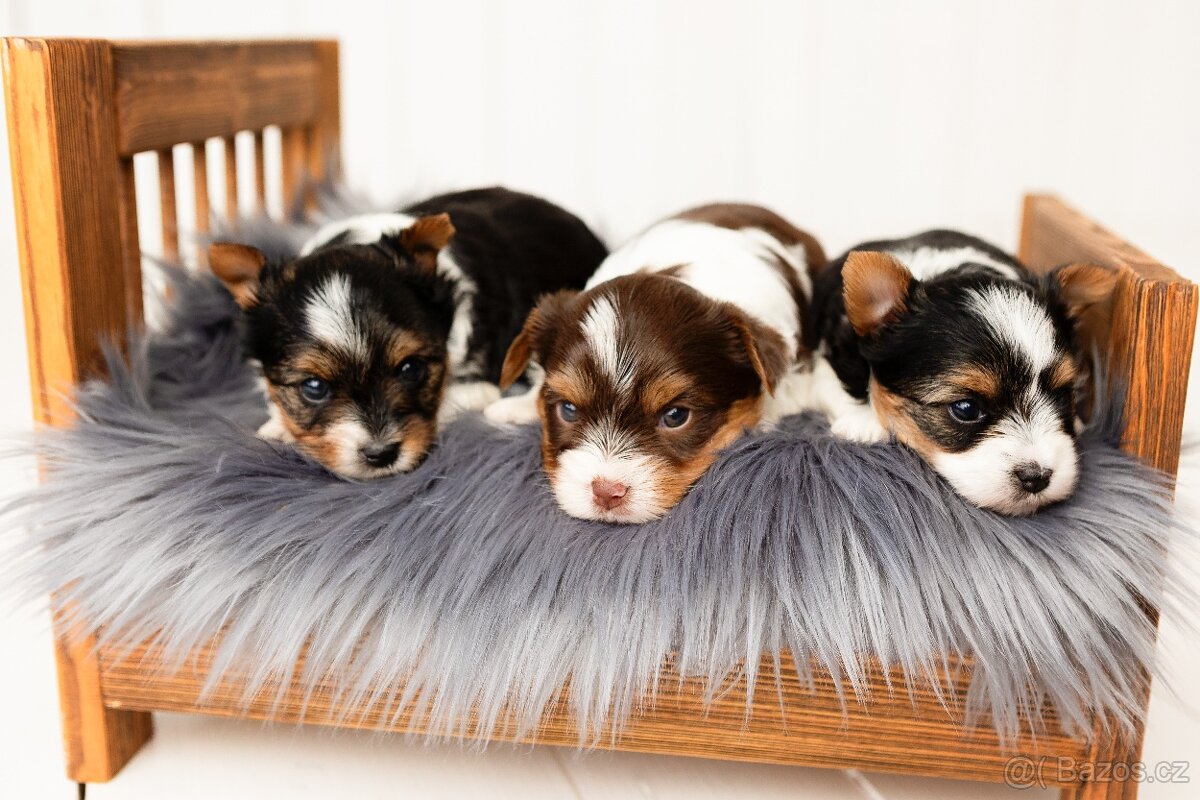Biewer a Biro Yorkshire Terrier s PP, Jorkšír terier s PP