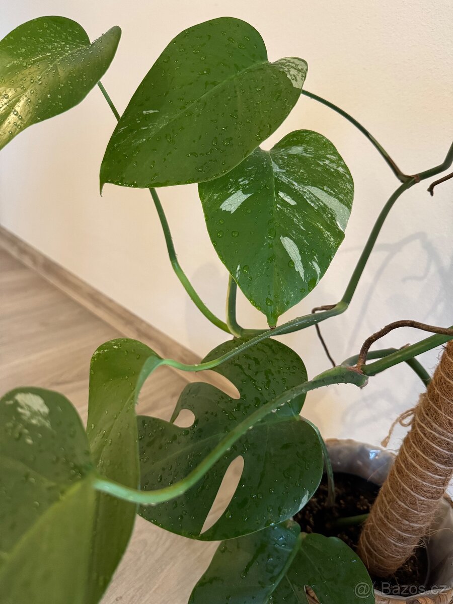 Monstera