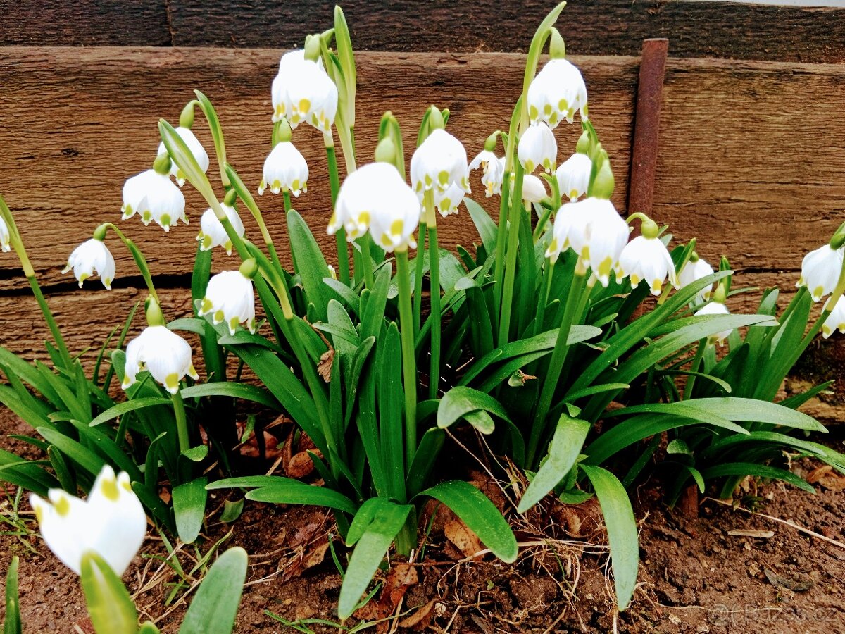 Bledule jarní (Leucojum vernum)