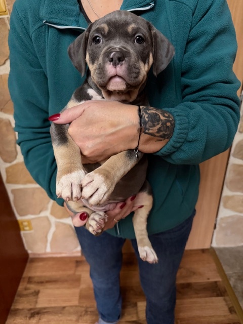 American Bully s PP ABKC