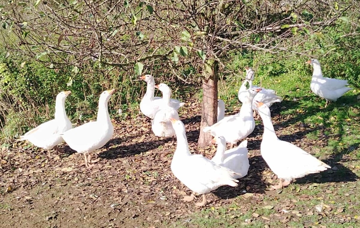 Prodám husu, husy, chov hus, králíky a nutrie