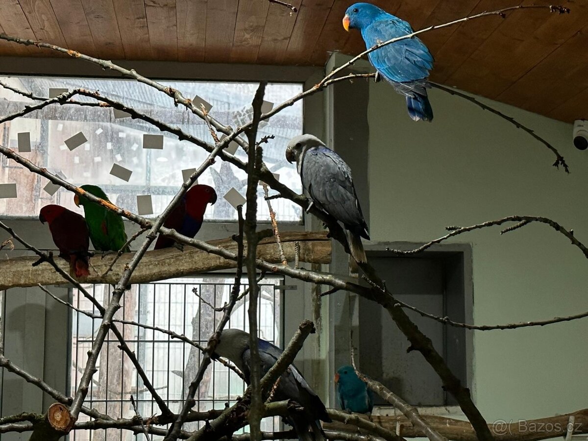 Kúpim eklektus roratus polychloros