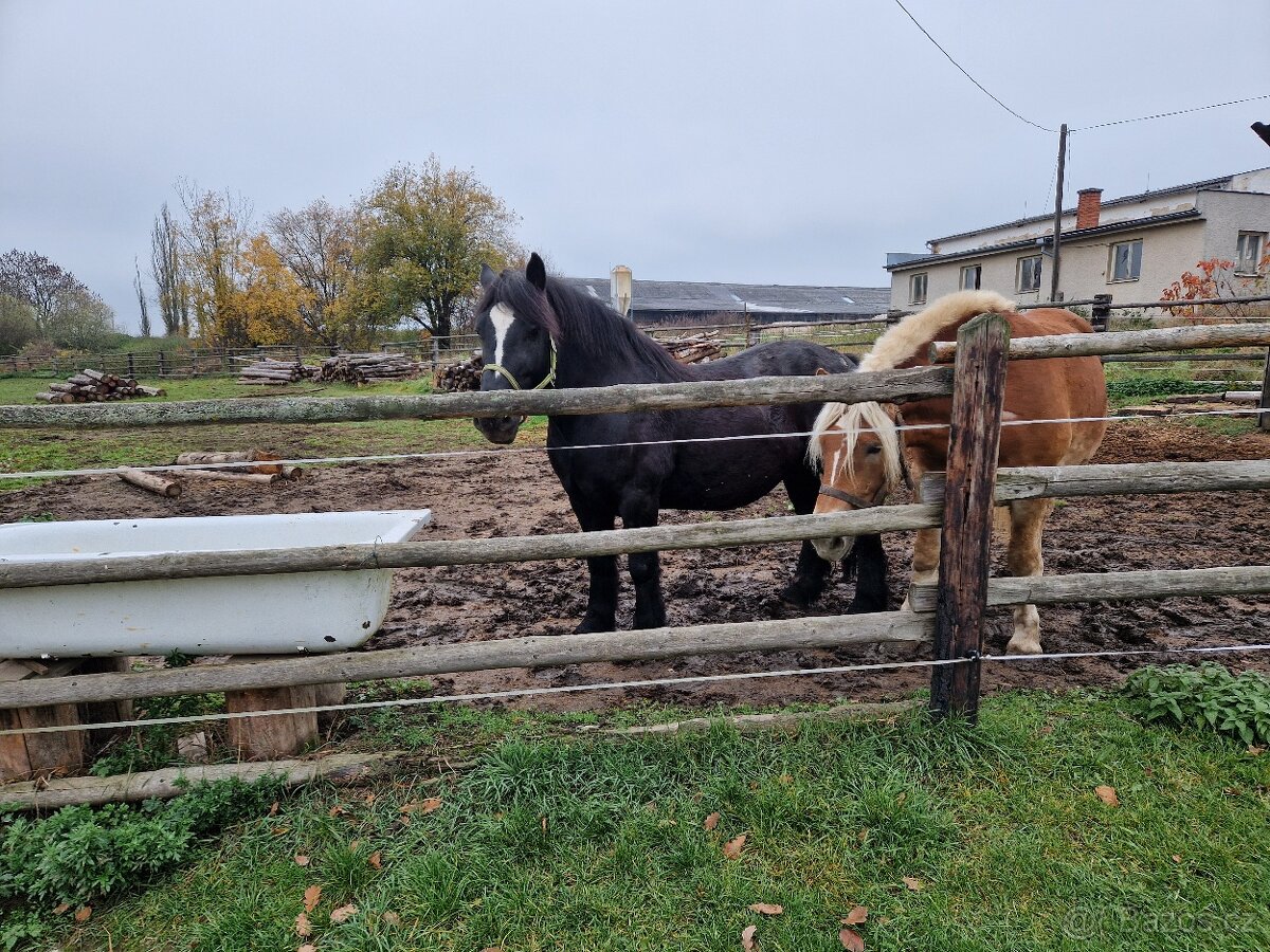 Chladnokrevny valach
