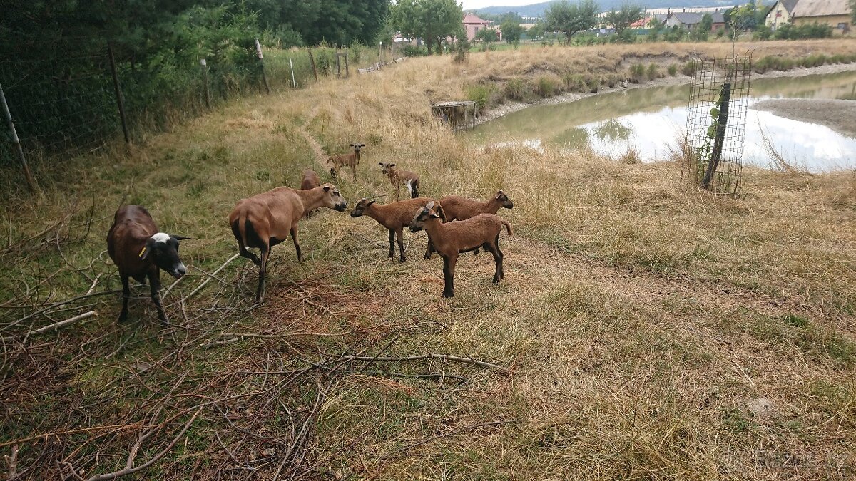 Kameruska ovce