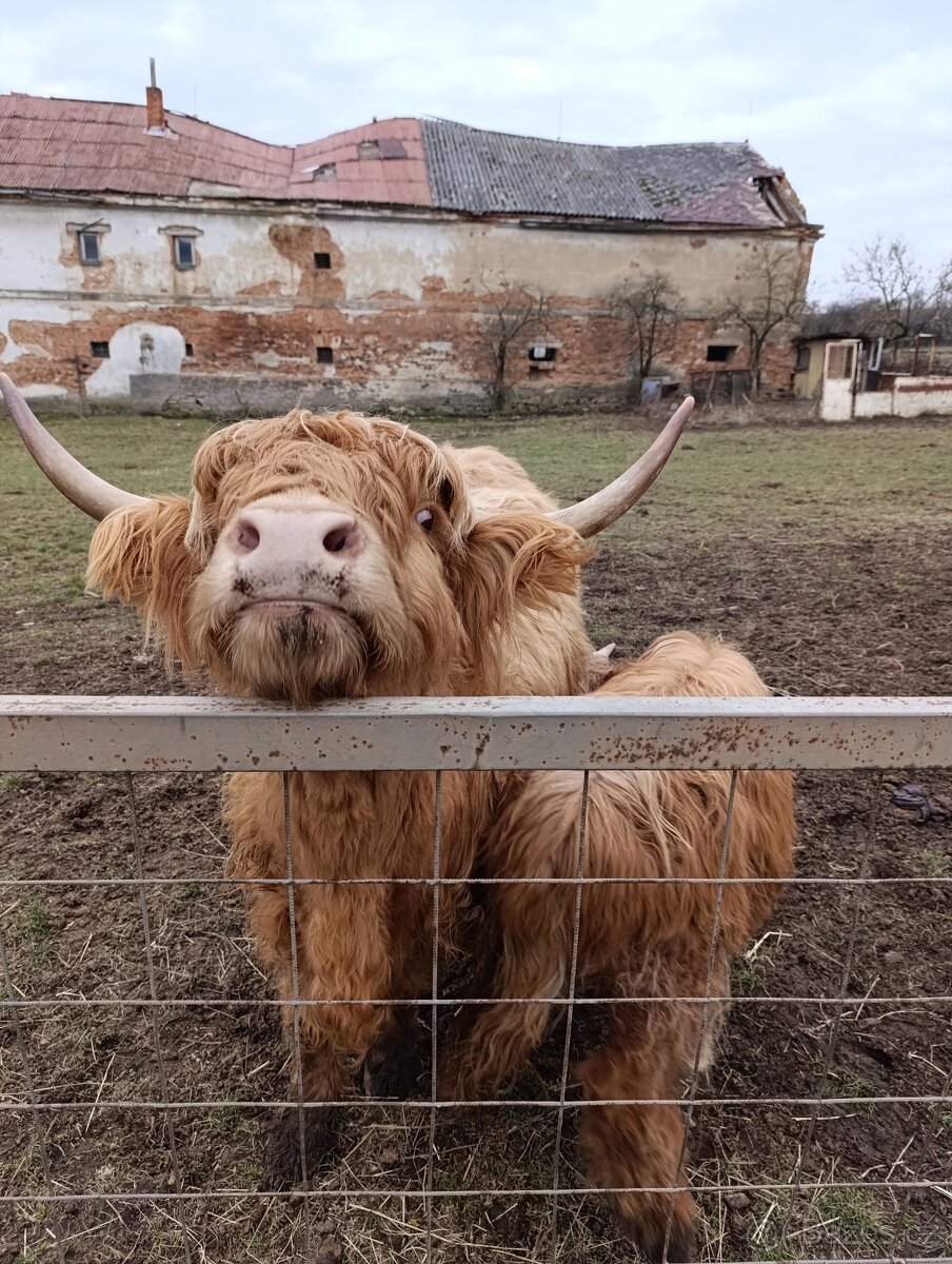 Highland