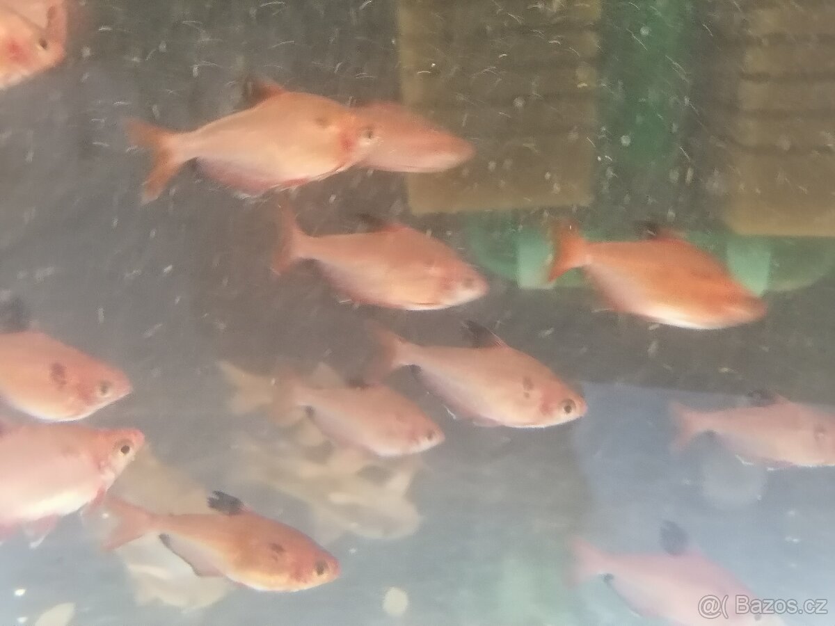 Tetra Krvavá