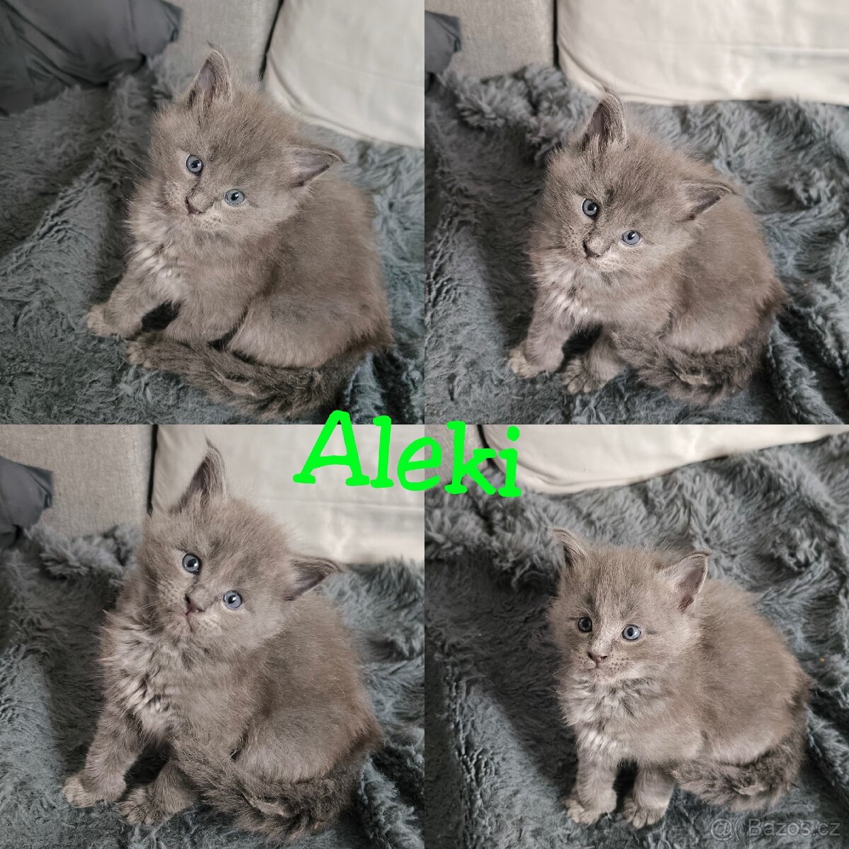 Mainská mývalí koťátka