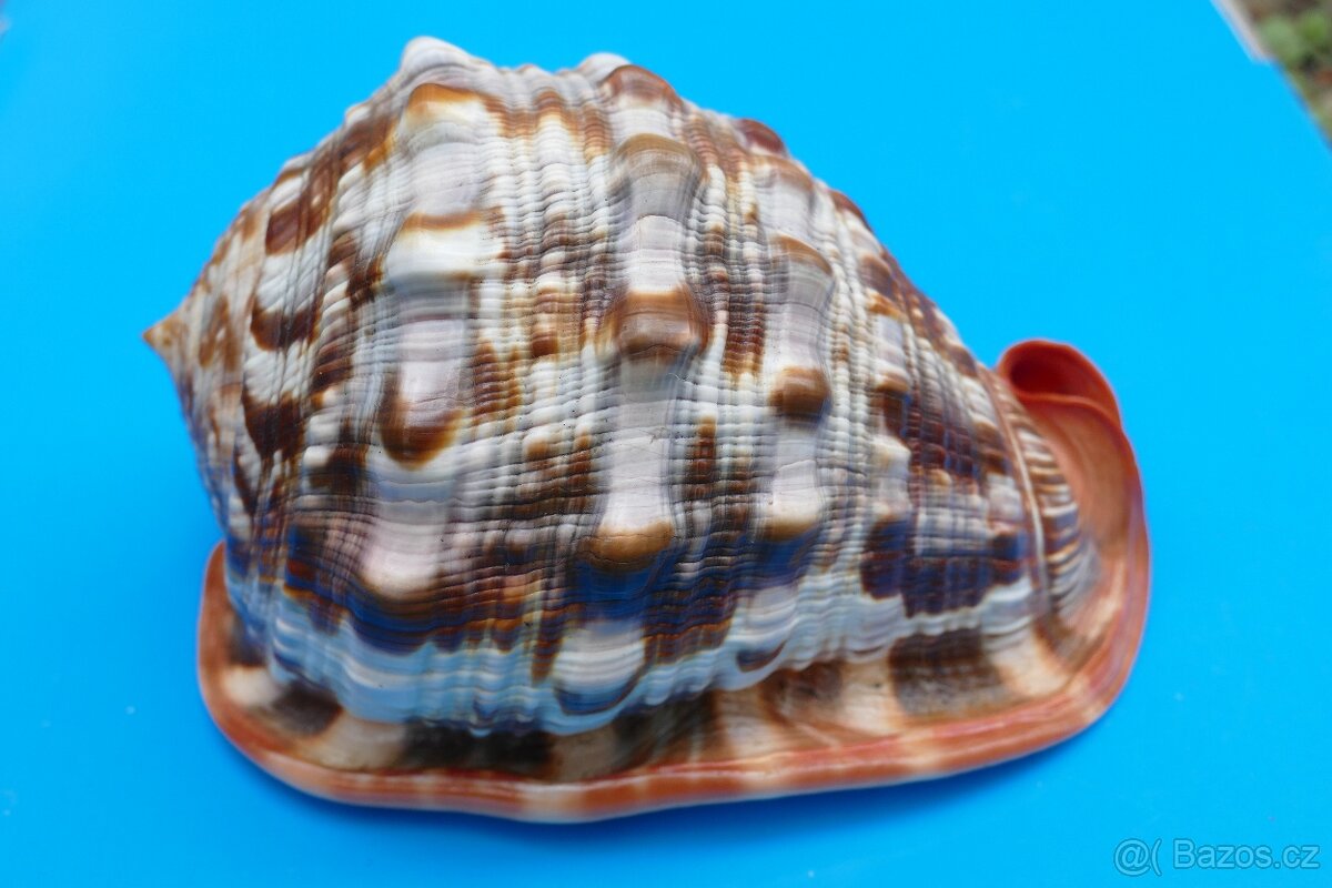 Cypraecassis rufa XXXL