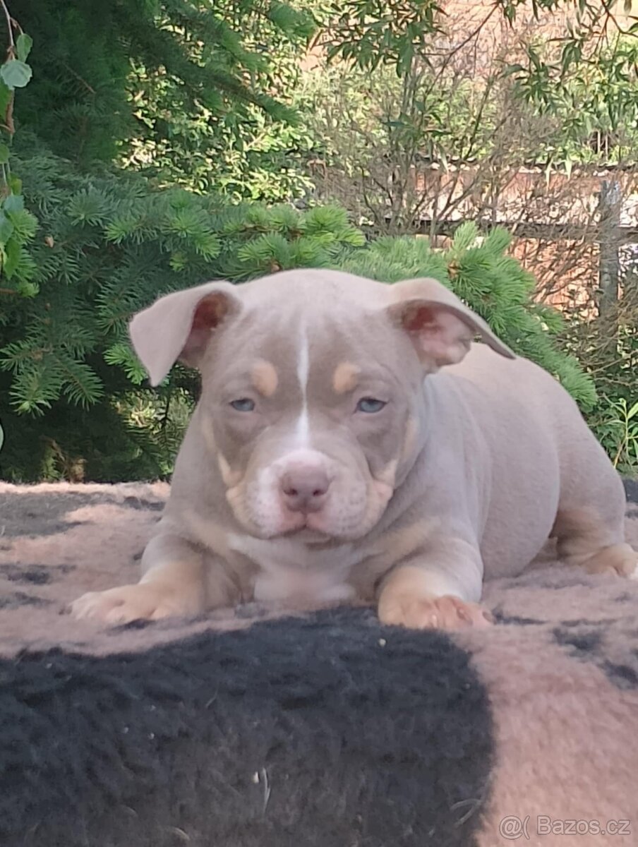 American bully