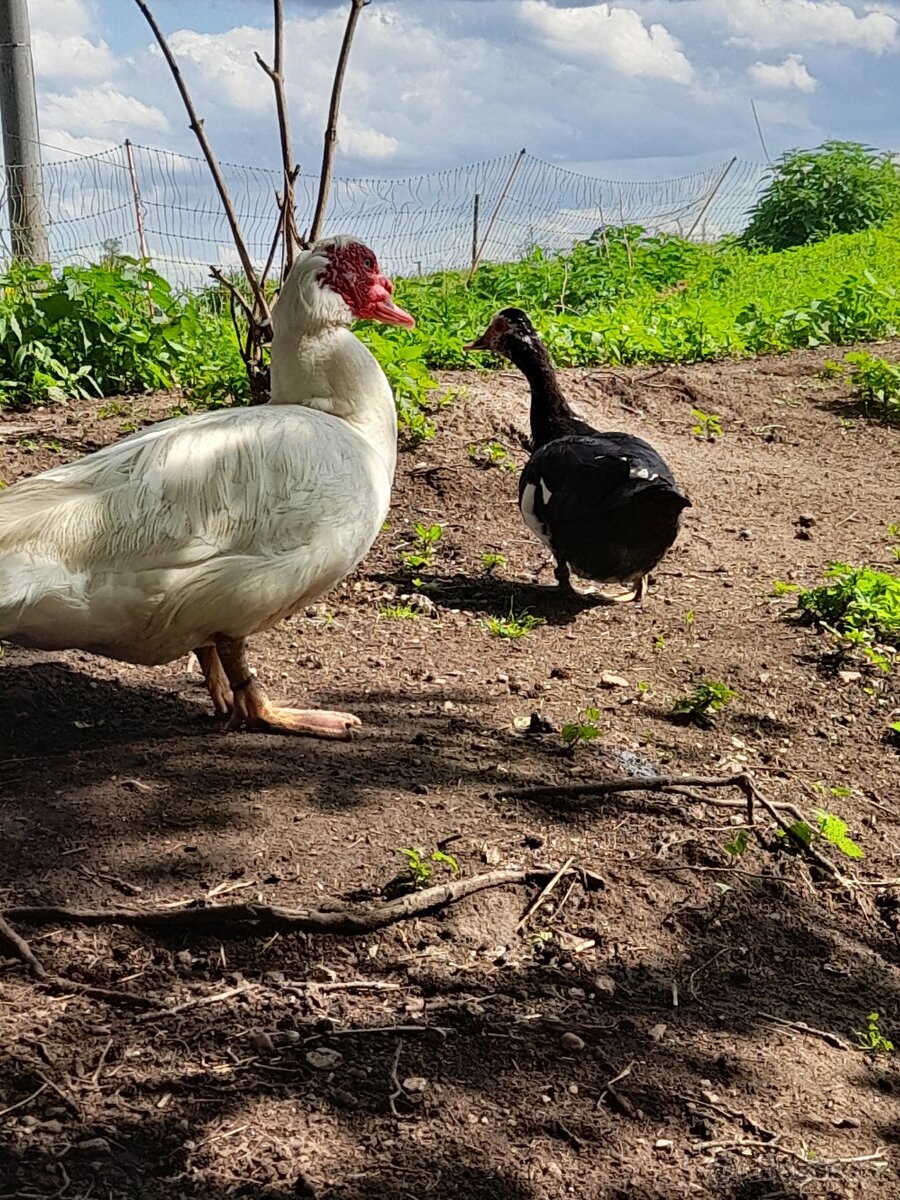 prodám kachny