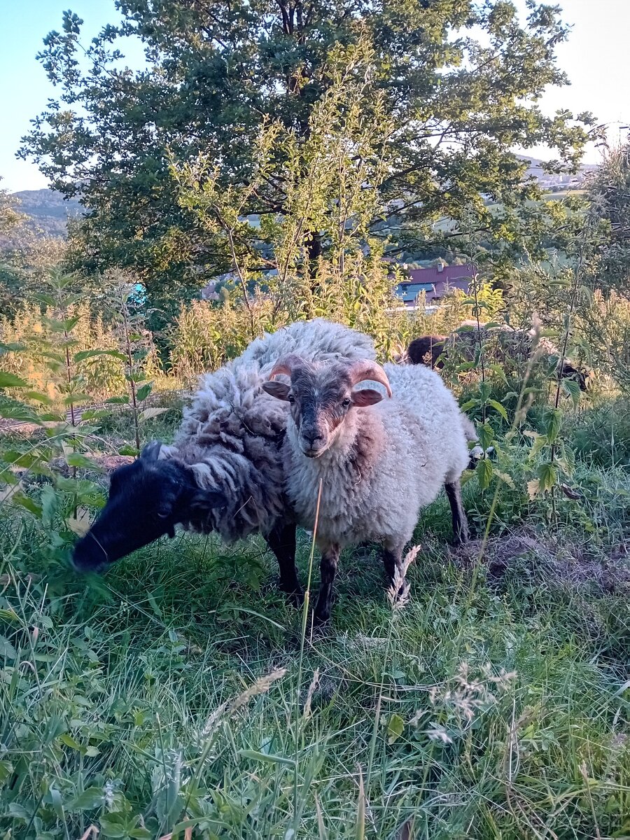 Ouessantska ovečka s berankem